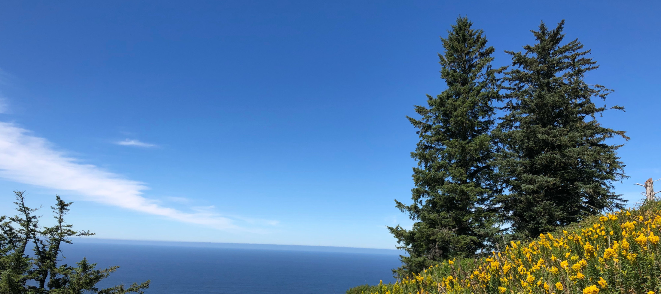 Photo of yellow flowers on a hill, two large trees, and the ocean in the background