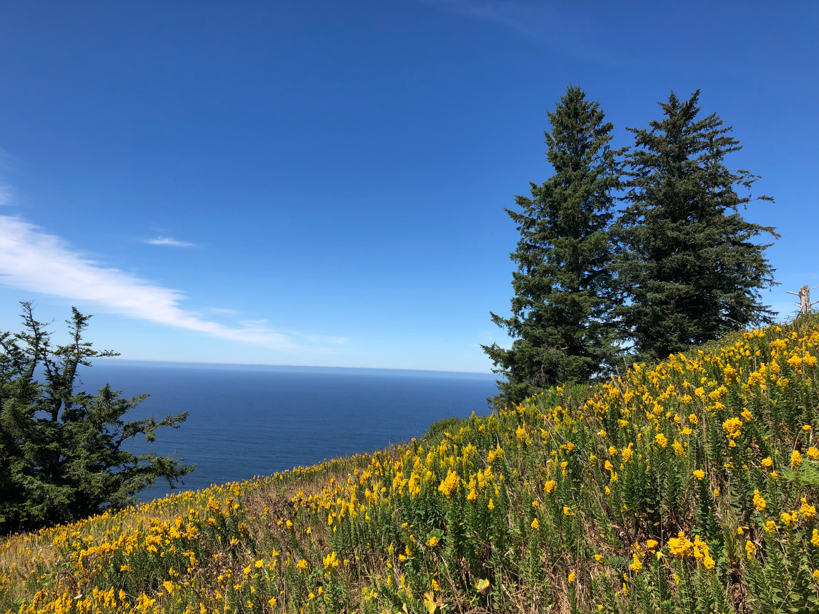 Photo of yellow flowers on a hill, two large trees, and the ocean in the background