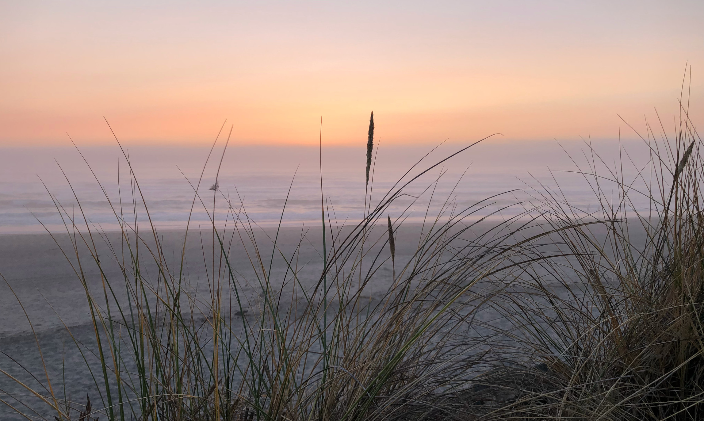 image of the beach at sunset with thin plants in the foreground